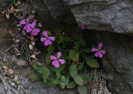 Слика од Petrocoptis grandiflora Rothm.