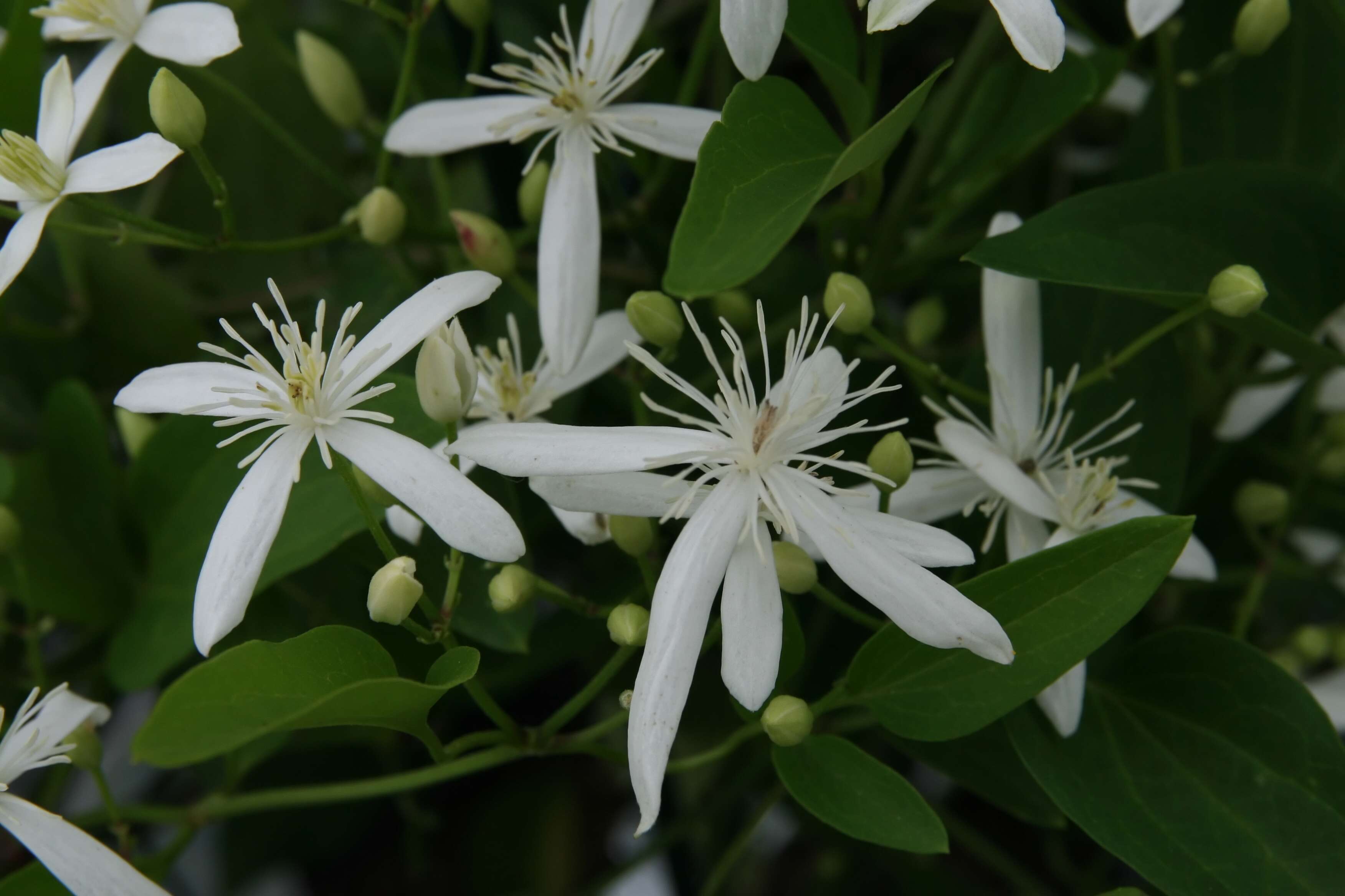 Image of New Zealand clematis