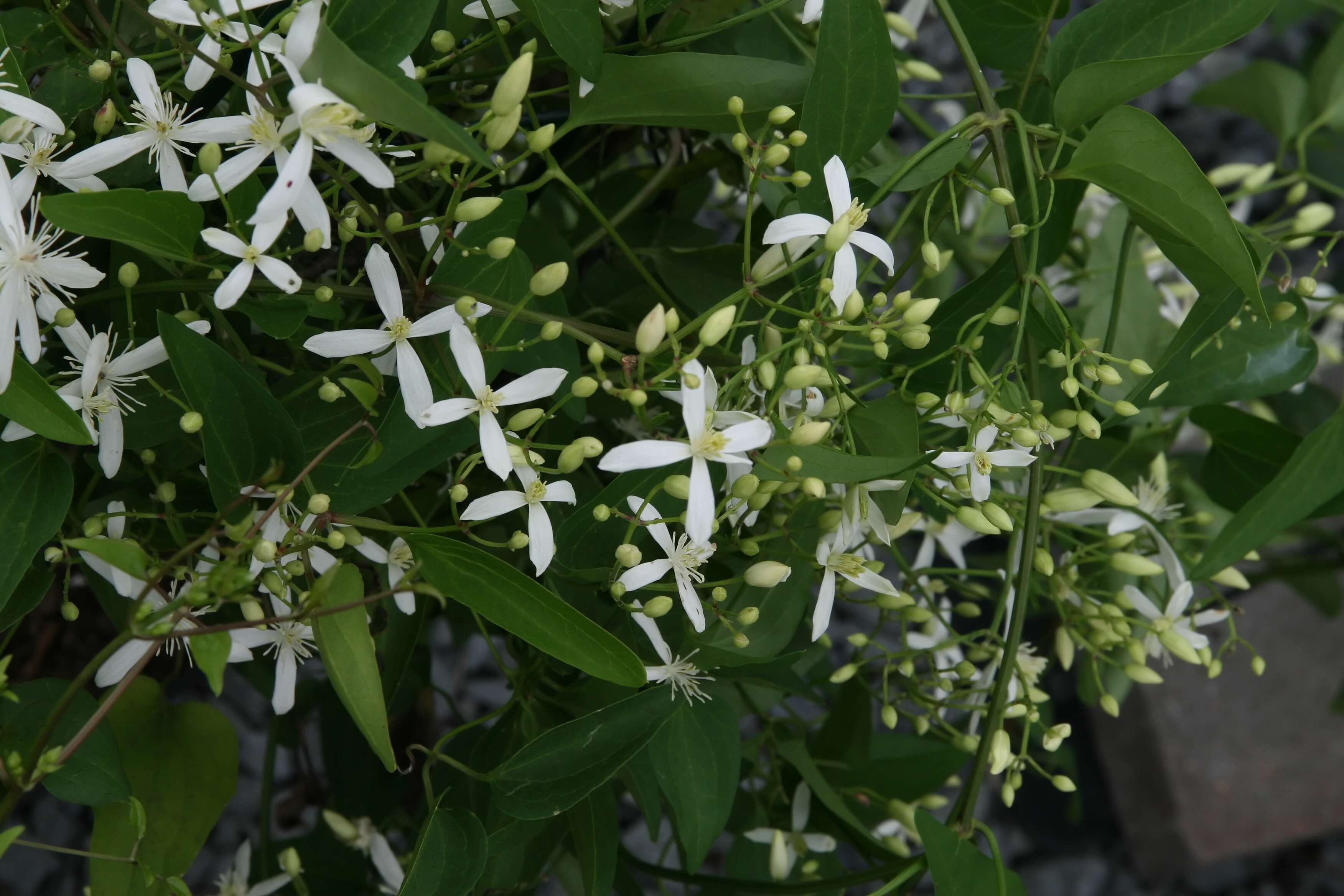 Image of New Zealand clematis