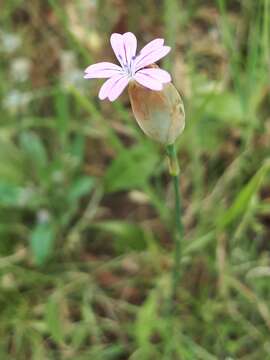 Image of proliferous pink