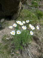 Image of Pulsatilla alpina subsp. font-queri Lainz & P. Monts.