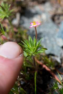 Image de Leptosiphon minimus (H. Mason) Battaglia