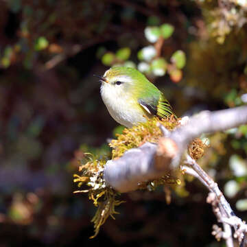 Sivun Acanthisitta chloris granti Mathews & Iredale 1913 kuva