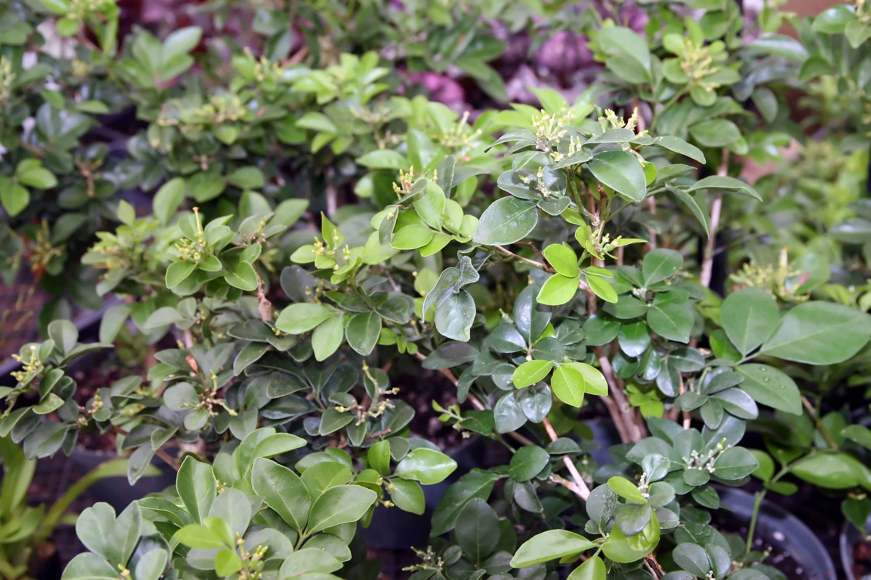 Image of orange jasmine