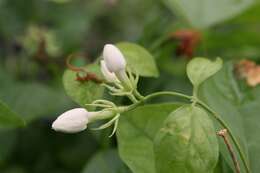 Image of Arabian jasmine