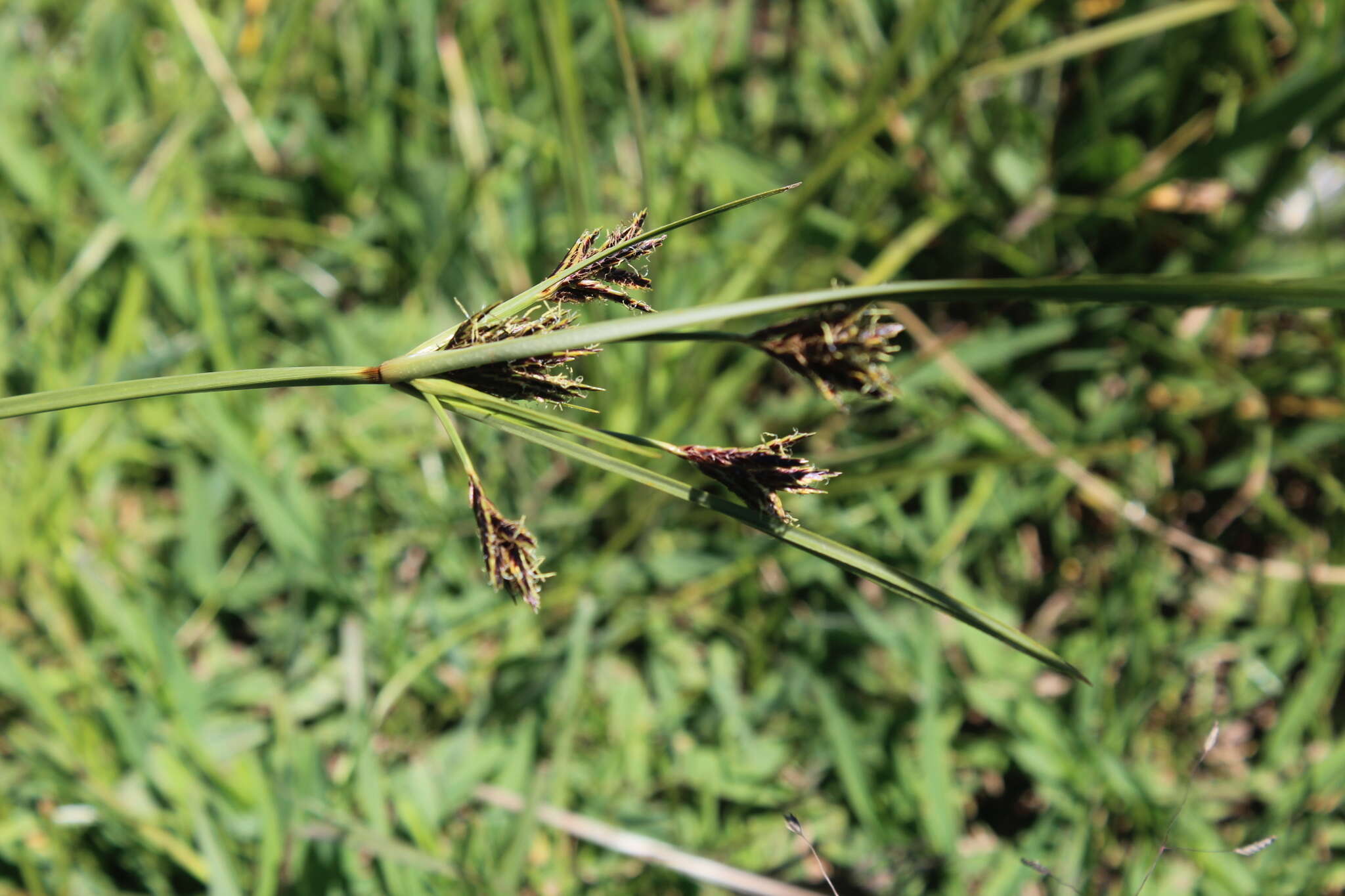 Image of Cyperus rigidifolius Steud.