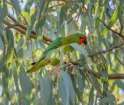 Image of Little Lorikeet