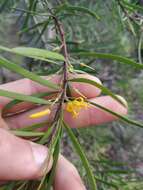 Plancia ëd Persoonia linearis Andr.