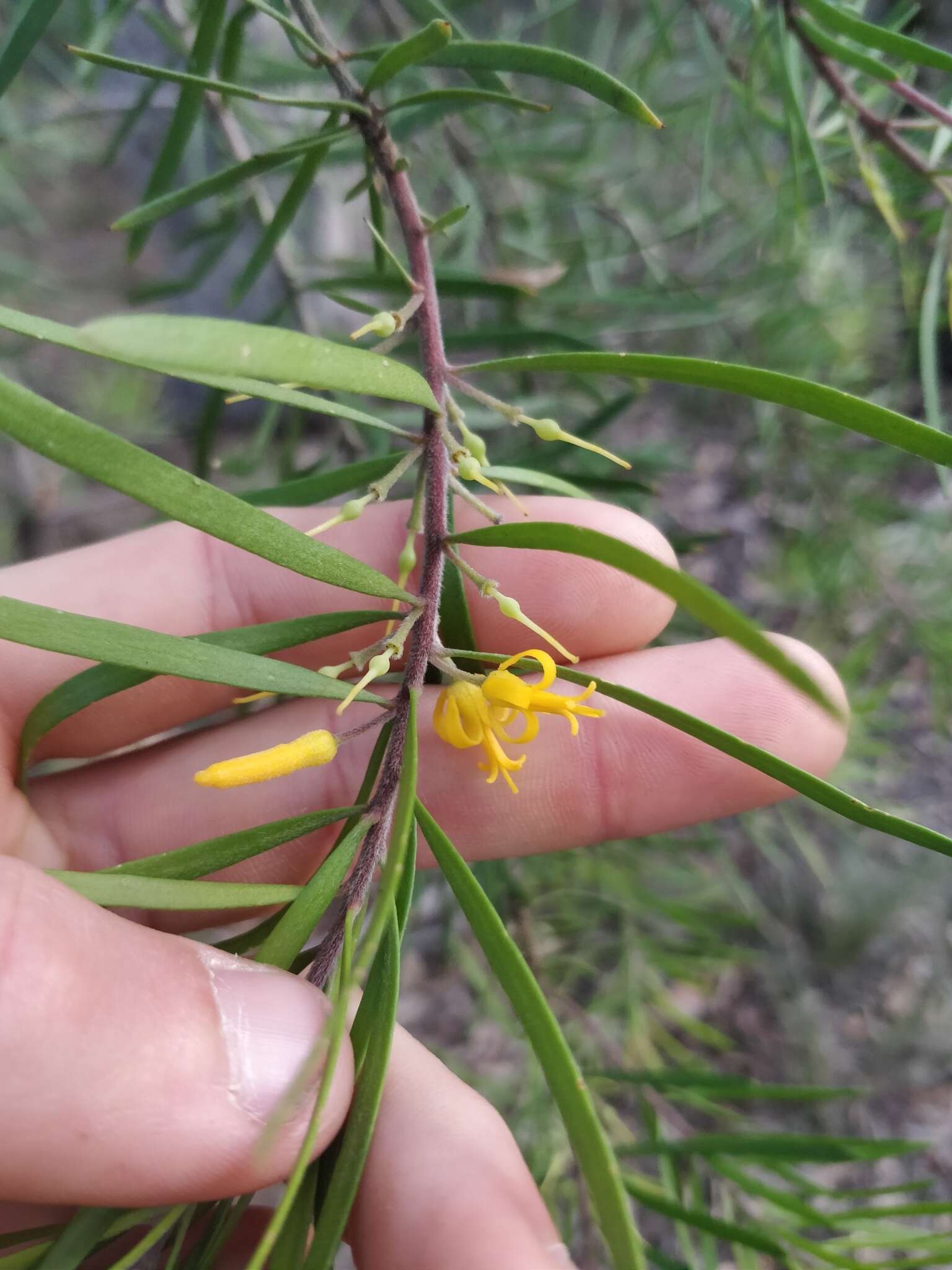 Plancia ëd Persoonia linearis Andr.