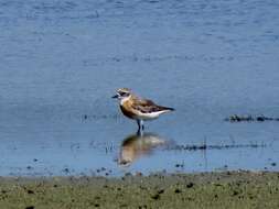 Image of Lesser Sand Plover