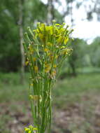 Image of hard wallflower