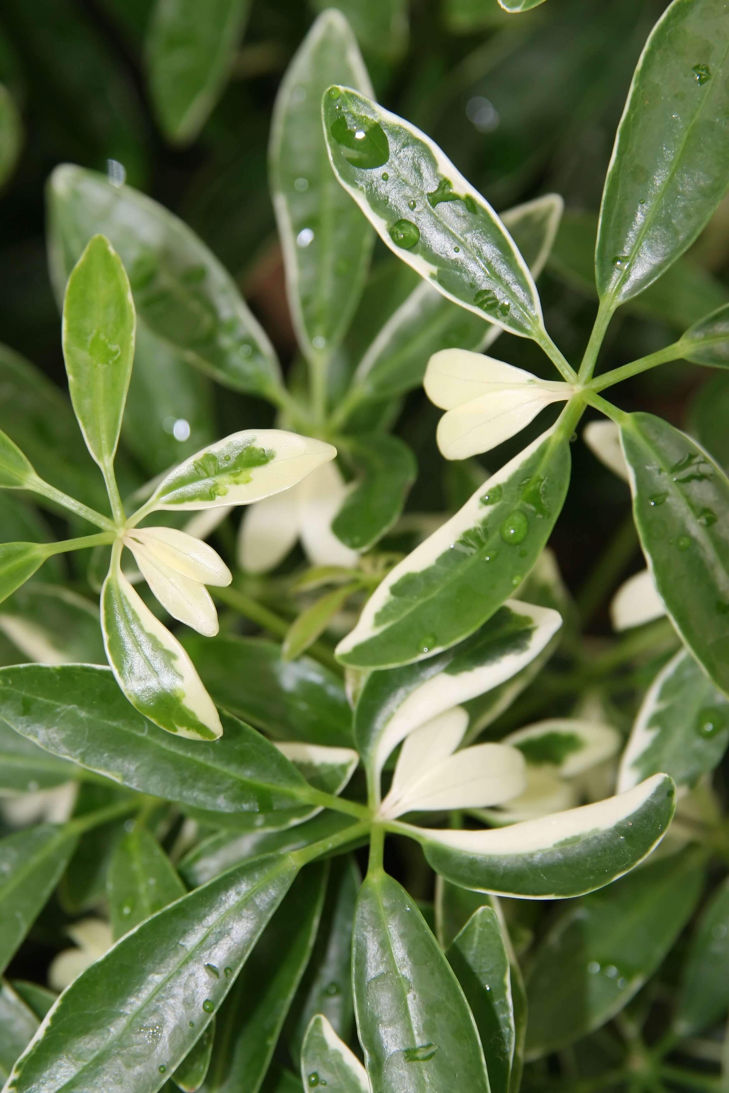 Image of Dwarf Umbrella Tree