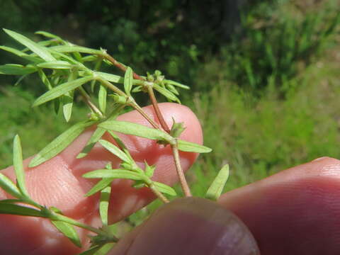 Image of Bosc's Mille-Graines