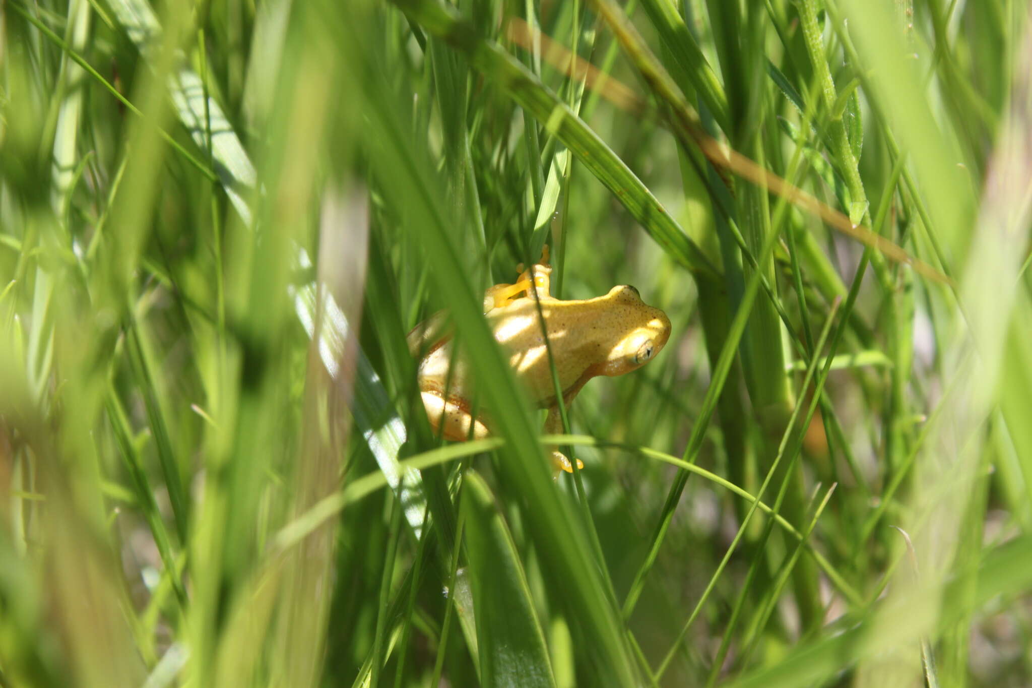 Image of Natal Spiny Reed Frog