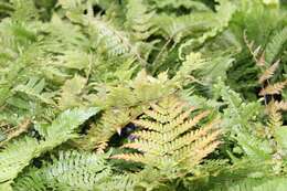 Image of Autumn fern