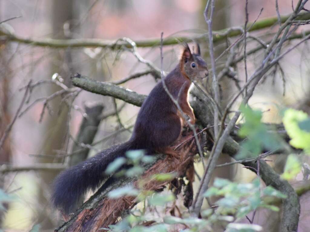 Image de Sciurus subgen. Sciurus Linnaeus 1758