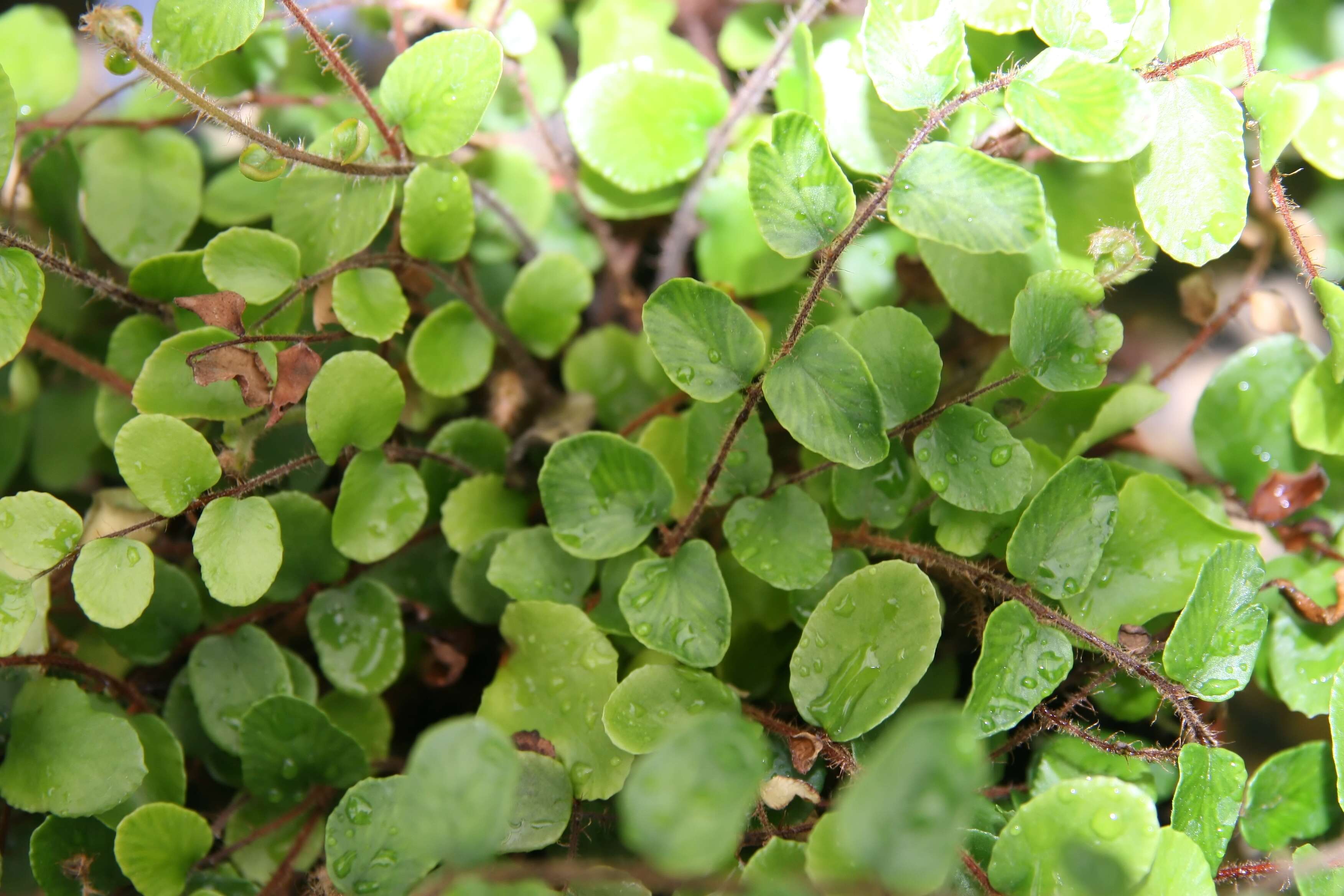 Plancia ëd Pellaea rotundifolia (G. Forst.) Hook.