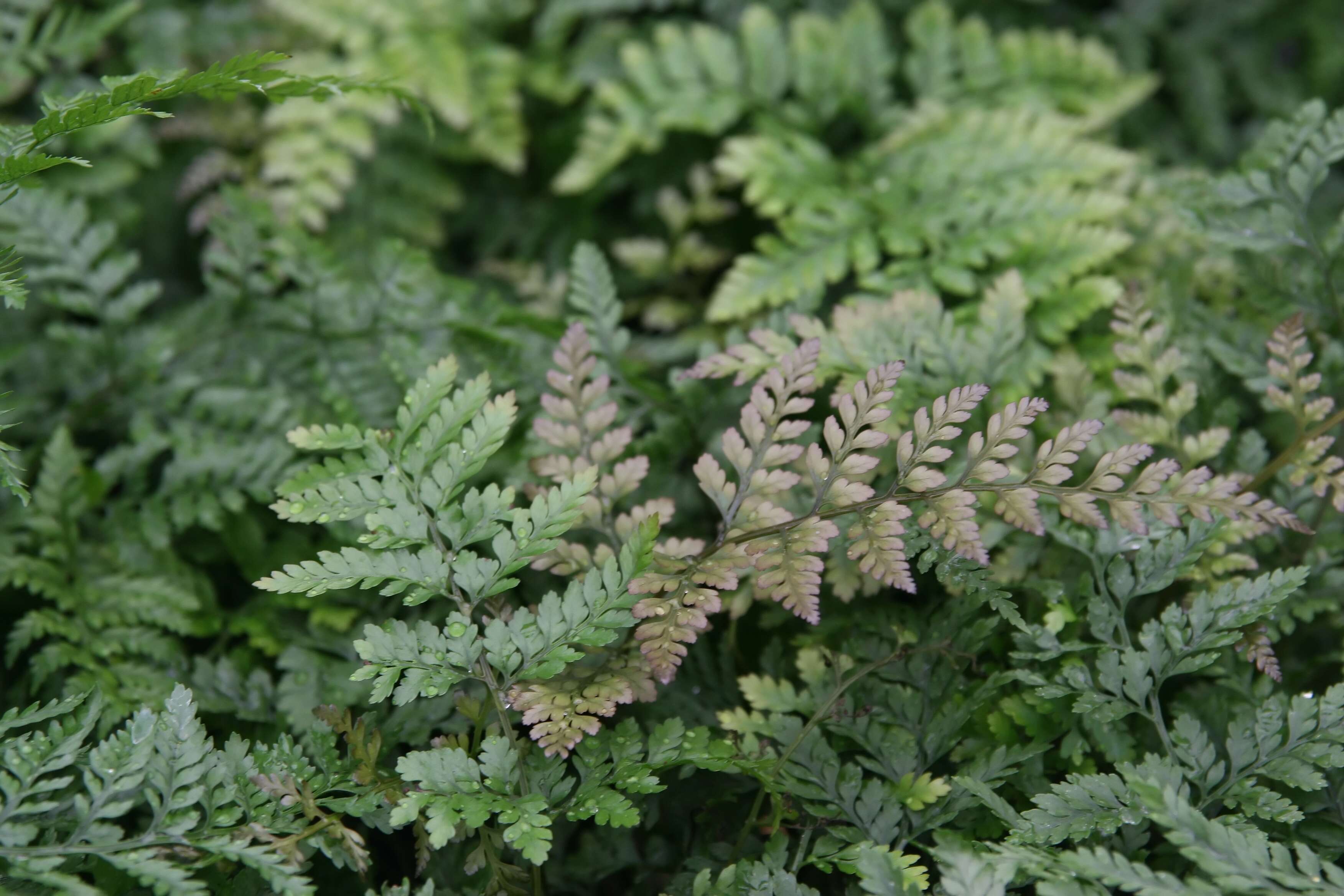 Image of hare's-foot fern
