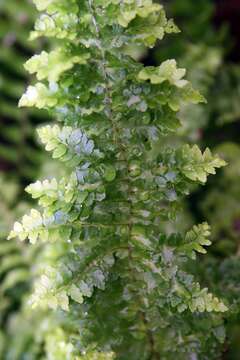 Image of Boston swordfern