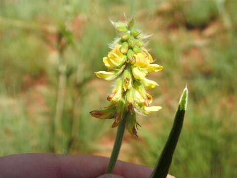 Image of Eriosema burkei Harv.