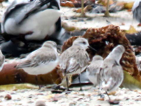 Image of Calidris alba alba (Pallas 1764)