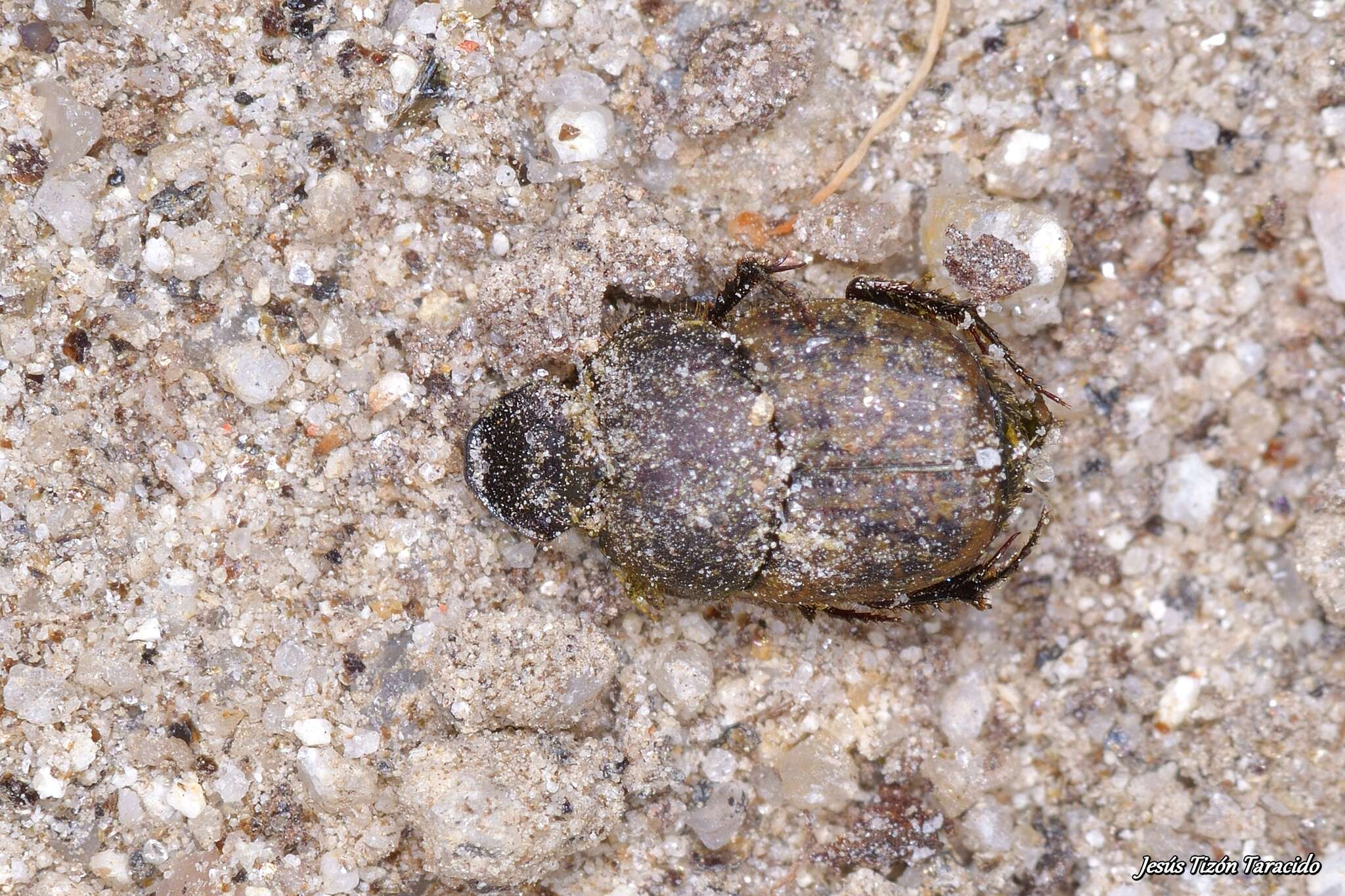 Image of Onthophagus (Palaeonthophagus) similis (Scriba 1790)