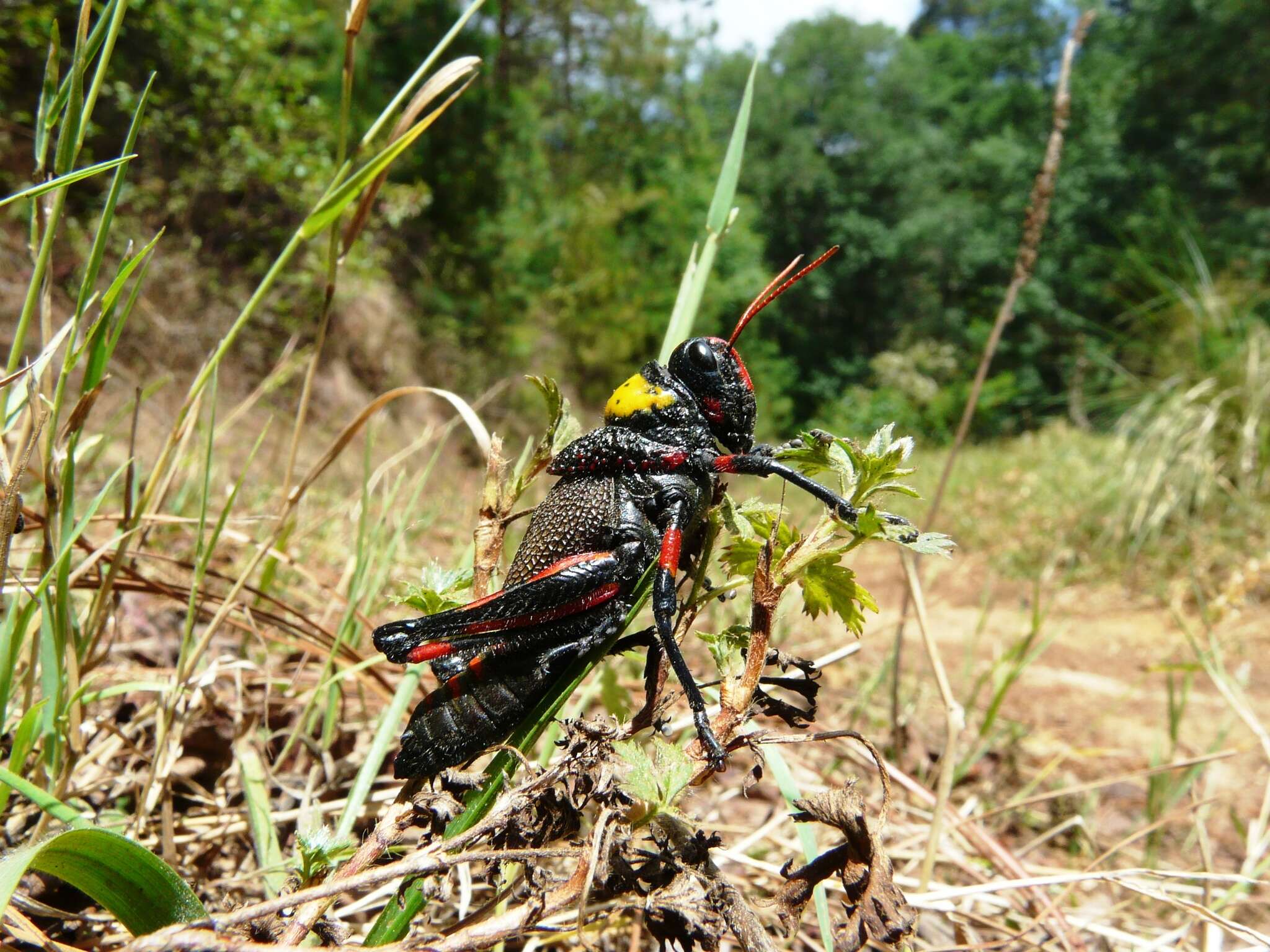 Image of Liladownsia fraile Fontana, Mariño-Pérez, Woller & H. Song 2014