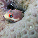 Image of Spotjaw Blenny