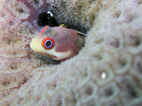 Image of Spotjaw Blenny