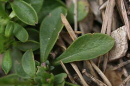 Image of Chalk milkwort