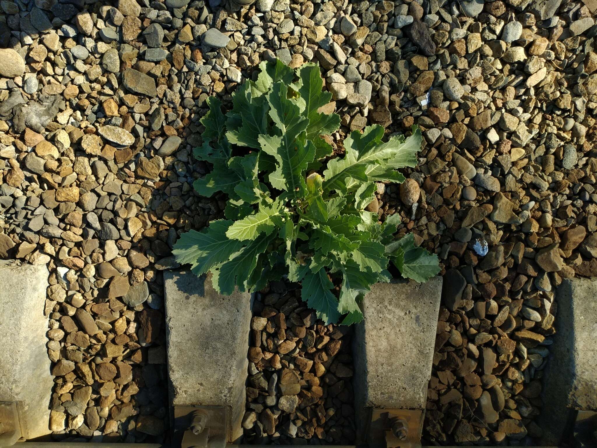 Image of Crambe orientalis L.