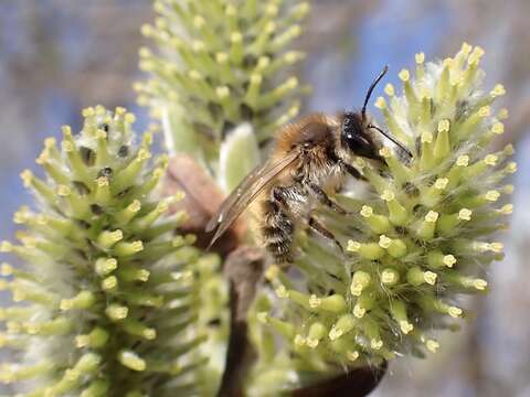 Andrena praecox (Scopoli 1763) resmi