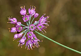 Image of Allium sacculiferum Maxim.