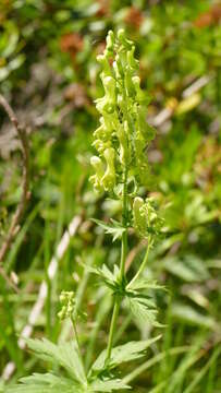 Image of wolfsbane