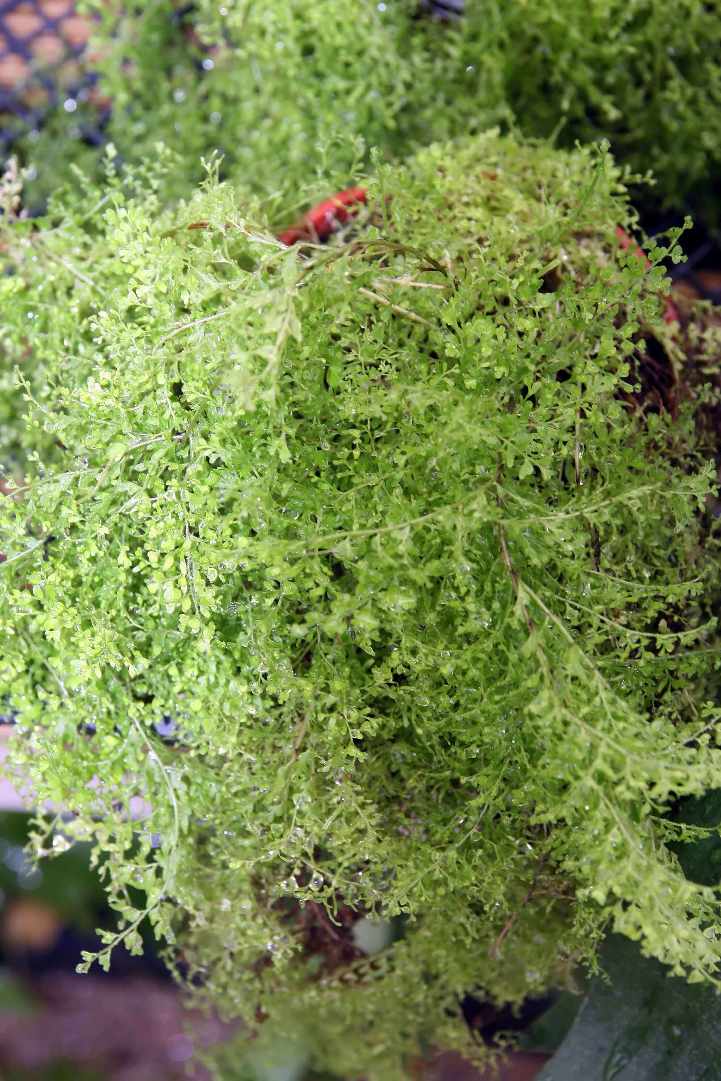 Image of Boston swordfern