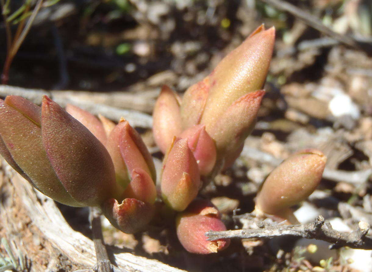 Слика од Mesembryanthemum tortuosum L.