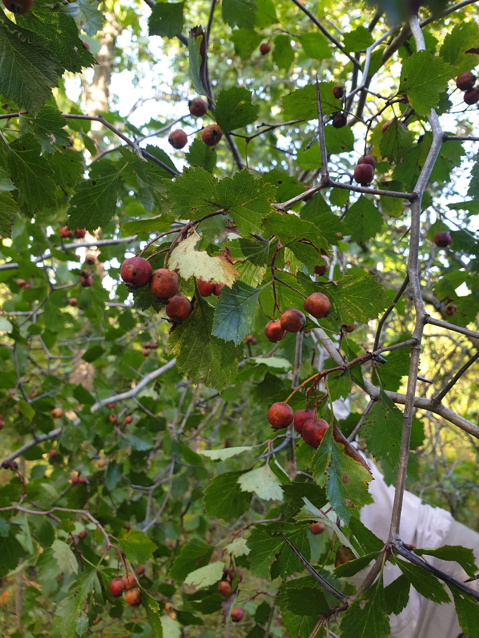 Слика од Crataegus chrysocarpa var. phoeniceoides J. B. Phipps & Sennikov