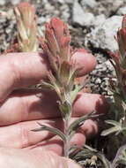 Image of cobwebby Indian paintbrush