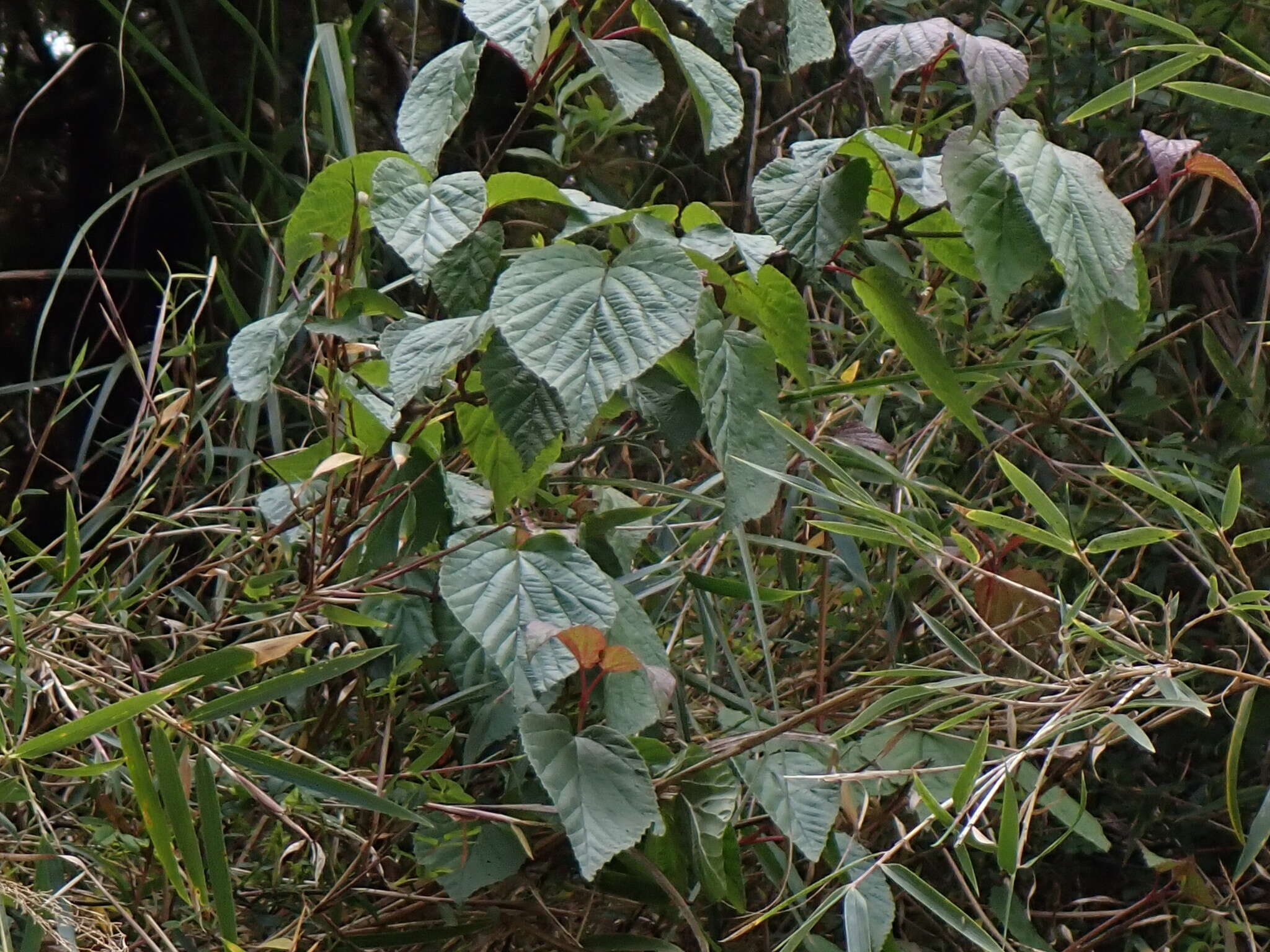 Image de Viburnum betulifolium Batalin