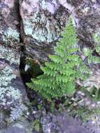 Image of Coville's lipfern