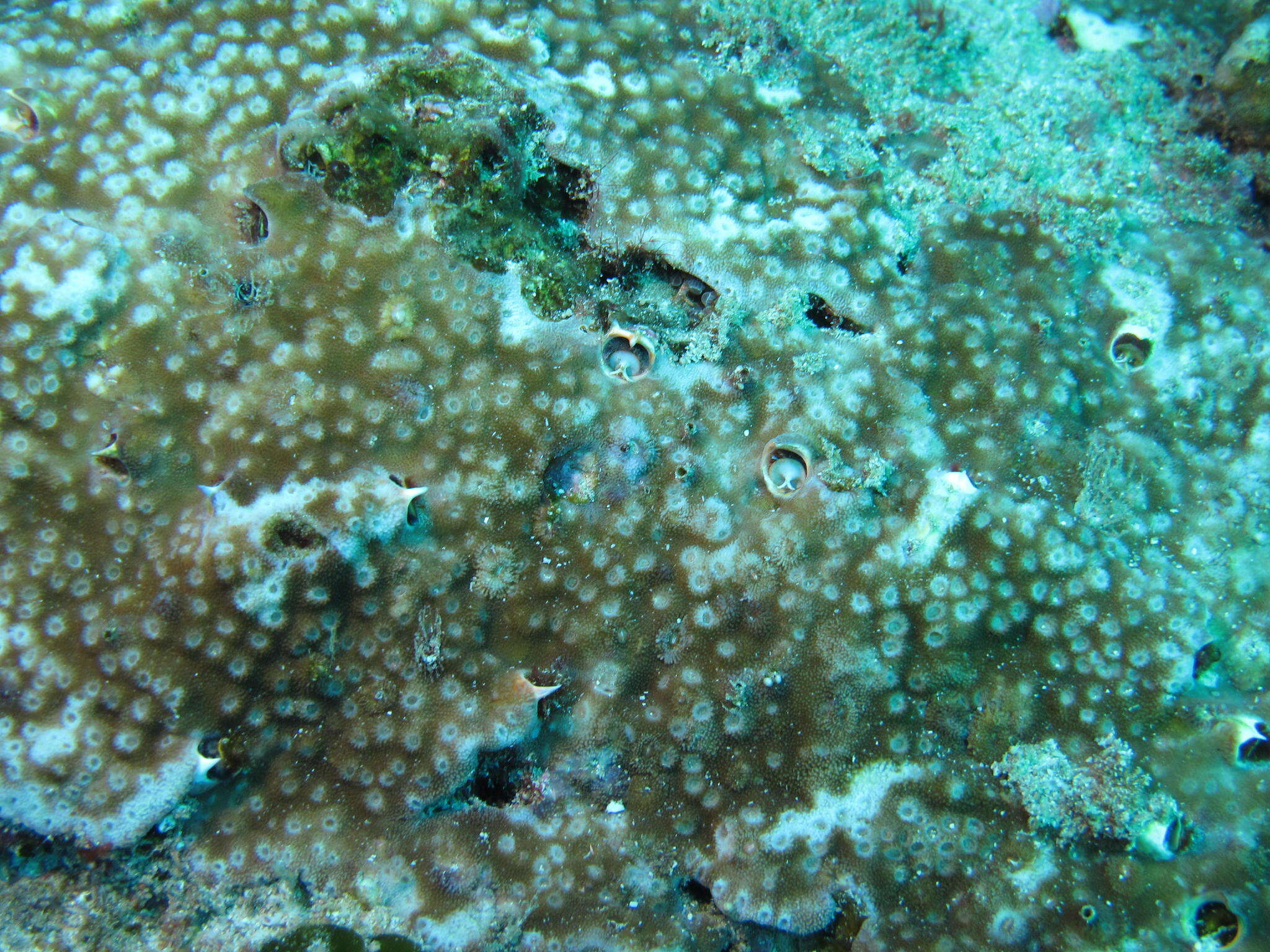 Image of starflower coral