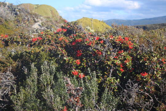 Imagem de Embothrium coccineum J. R. Forster & G. Forster