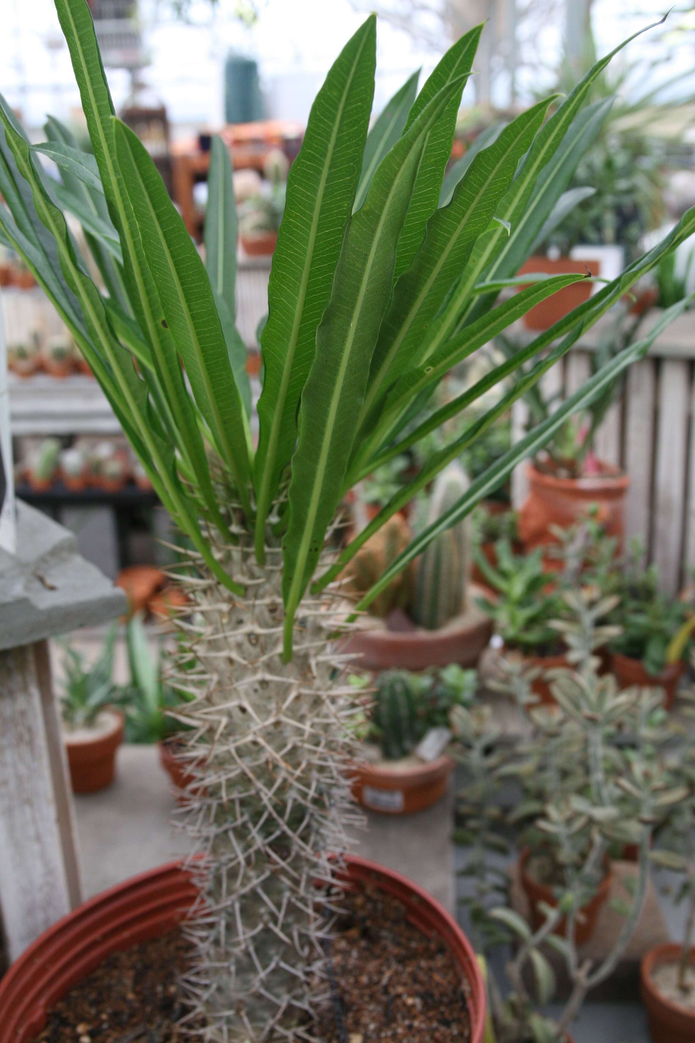 Image of Pachypodium lamerei Drake