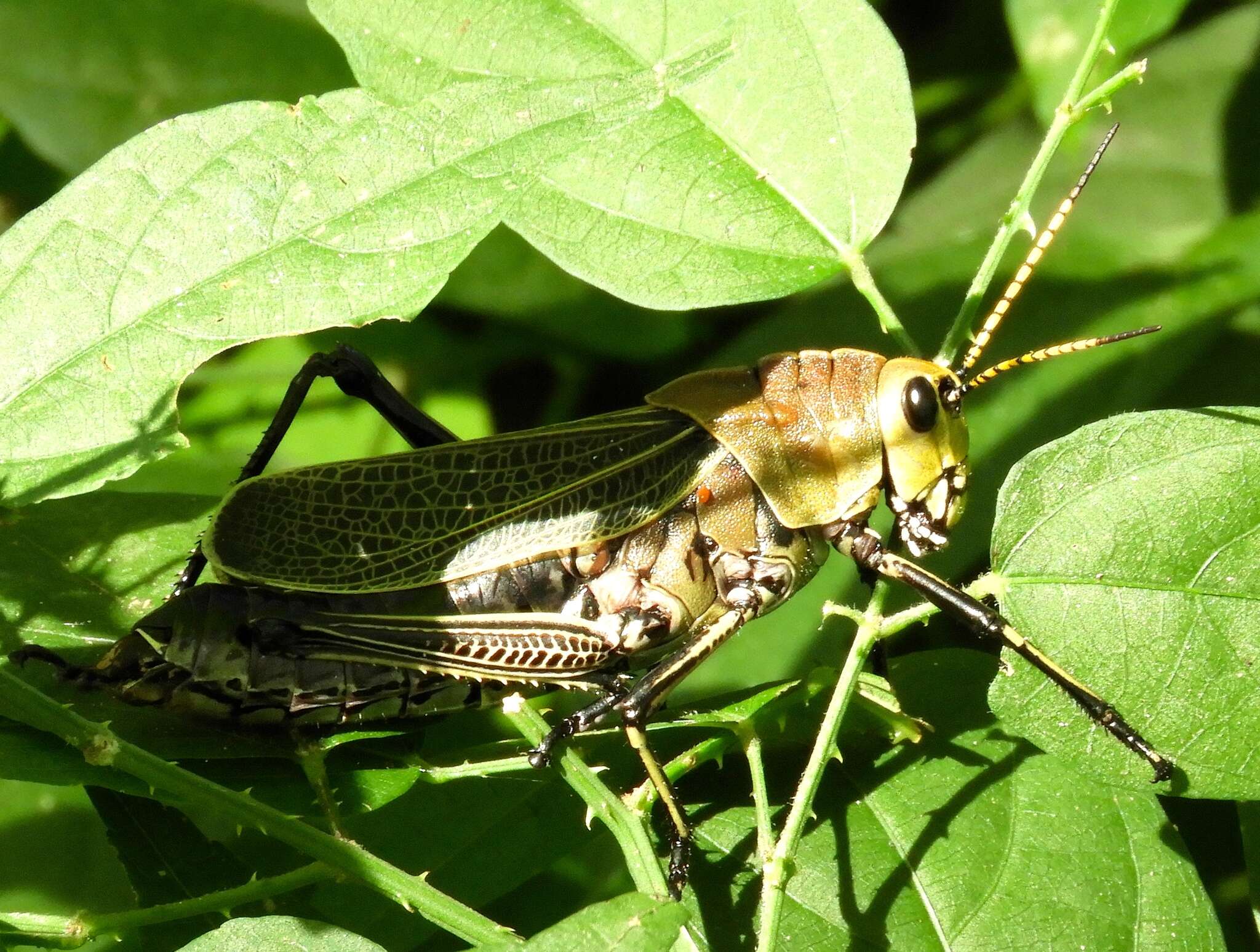 Image of Taeniopoda picticornis (Walker & F. 1870)