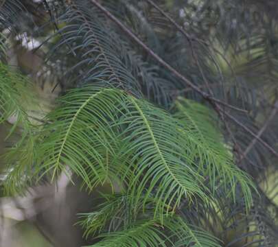 Image of Abies guatemalensis var. jaliscana Martínez