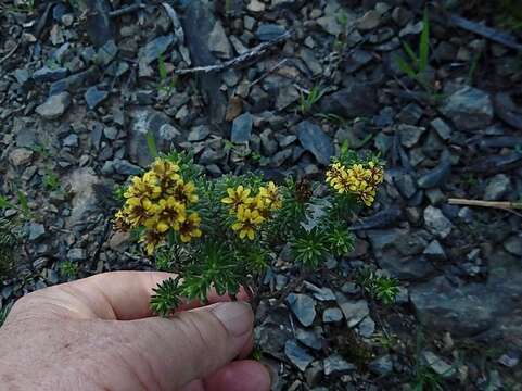 Image of Oedera genistifolia (L.) A. A. Anderberg & K. Bremer