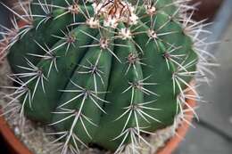 Image of Parodia buiningii (Buxb.) N. P. Taylor