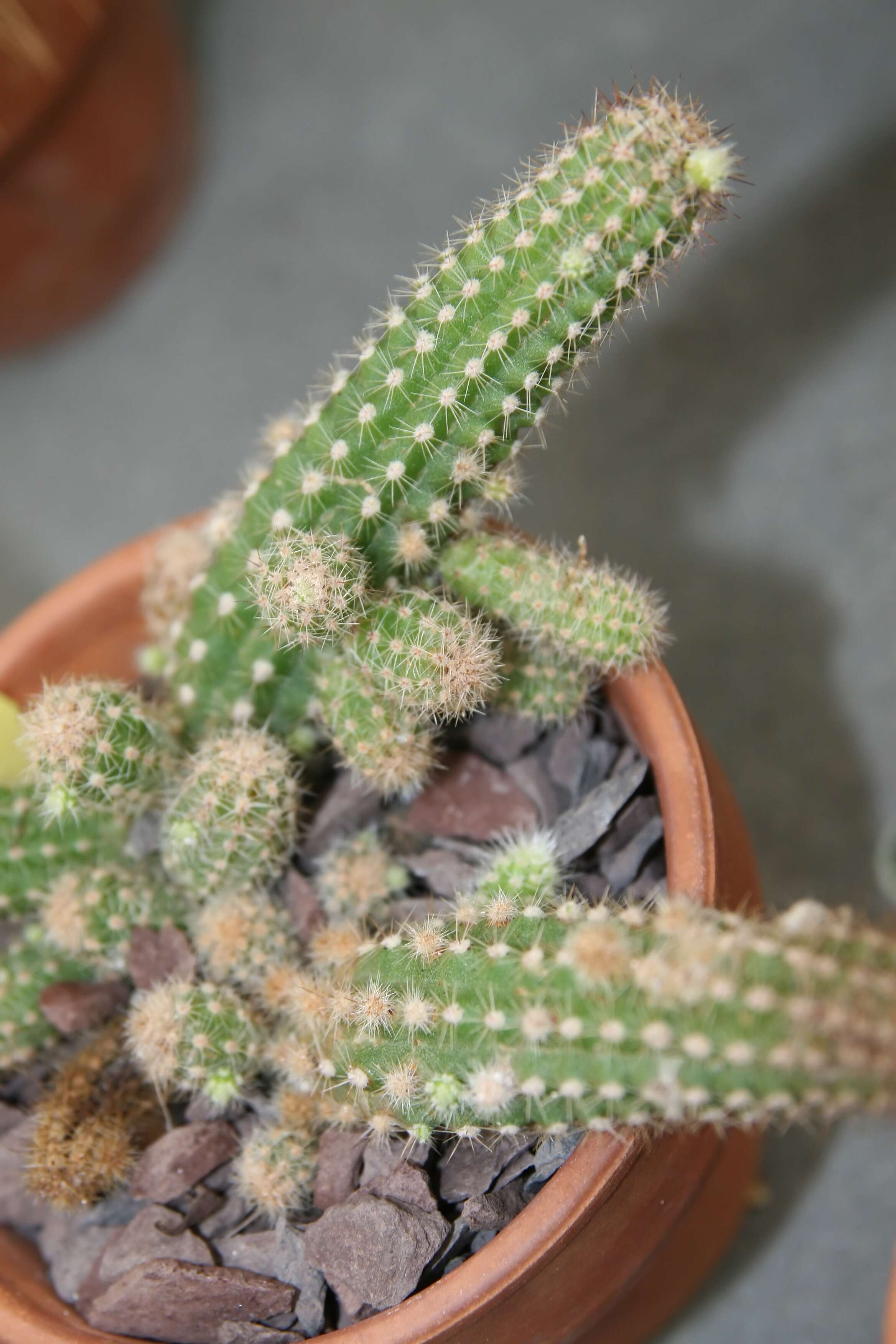 Echinopsis tubiflora resmi