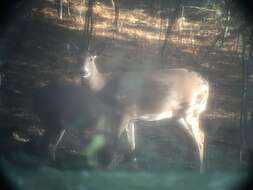 Image of Odocoileus virginianus borealis Miller 1900