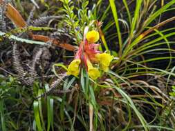 صورة Guzmania pearcei (Baker) L. B. Sm.